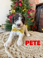 Pete - Mini F1bb, a male Miniature Goldendoodle for sale in Columbia City, IN – Photo 5 of 10