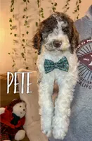 Pete - Mini F1bb, a male Miniature Goldendoodle for sale in Columbia City, IN – Photo 3 of 10