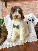 Pete - Mini F1bb, a male Miniature Goldendoodle for sale in Columbia City, IN – Photo 2 of 10