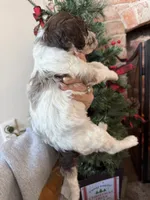 Pete - Mini F1bb, a male Miniature Goldendoodle for sale in Columbia City, IN – Photo 8 of 10