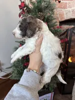 Pete - Mini F1bb, a male Miniature Goldendoodle for sale in Columbia City, IN – Photo 7 of 10