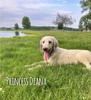 Pete - Mini F1bb, a male Miniature Goldendoodle for sale in Columbia City, IN – Photo 9 of 10