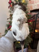 Pete - Mini F1bb, a male Miniature Goldendoodle for sale in Columbia City, IN – Photo 6 of 10