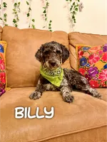 Pete - Mini F1bb, a male Miniature Goldendoodle for sale in Columbia City, IN – Photo 10 of 10