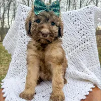Lilly - Standard F1b, a female Saint Berdoodle for sale in Columbia City, IN – Photo 3 of 6
