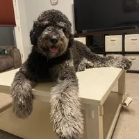 Lilly - Standard F1b, a female Saint Berdoodle for sale in Columbia City, IN – Photo 5 of 6