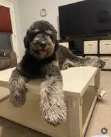 Lilly - Standard F1b, a female Saint Berdoodle for sale in Columbia City, IN – Photo 3 of 3