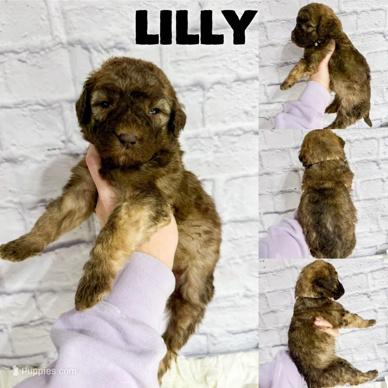 Lilly - Standard F1b