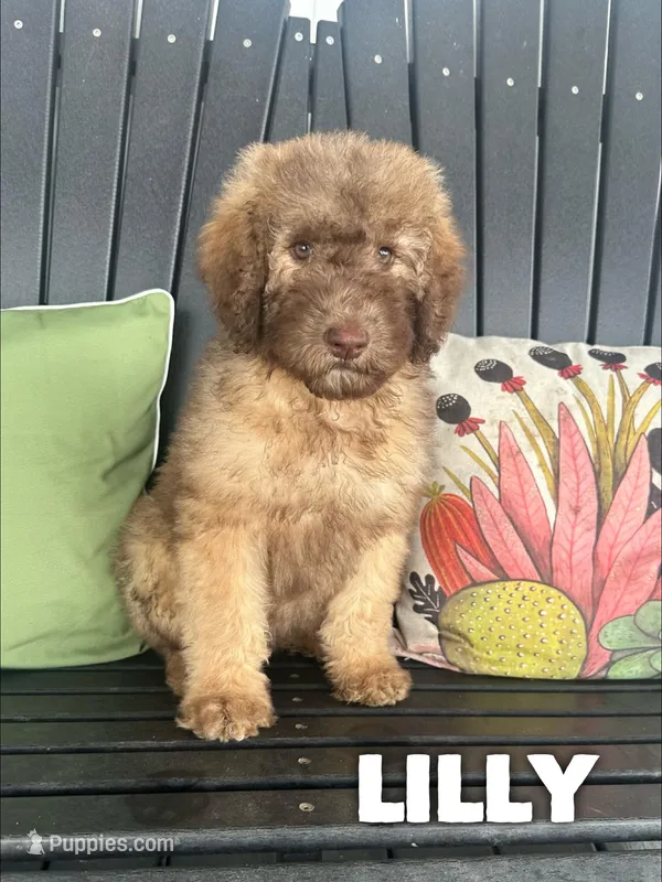 Lilly - Standard F1b – Saint Berdoodle puppy for sale in Columbia City, IN