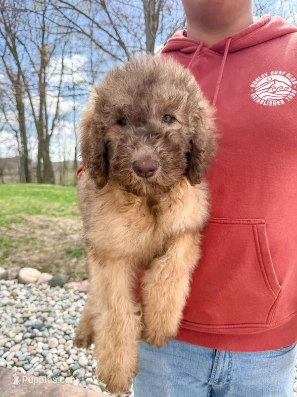 Lilly - Standard F1b – Saint Berdoodle puppy for sale in Columbia City, IN