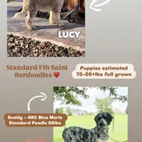 Lilly - Standard F1b, a female Saint Berdoodle for sale in Columbia City, IN – Photo 6 of 6