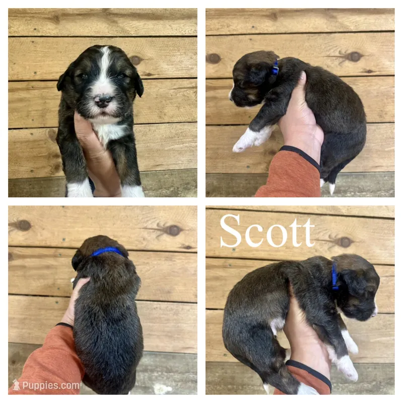Scott- Standard F1 – Bernedoodle puppy for sale in Columbia City, IN