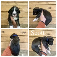 Scott- Standard F1, a male Bernedoodle for sale in Columbia City, IN – Photo 2 of 2
