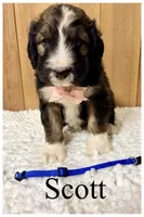 Scott- Standard F1, a male Bernedoodle for sale in Columbia City, IN – 3 of 5
