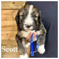 Scott- Standard F1, a male Bernedoodle for sale in Columbia City, IN – Photo 1 of 2