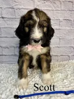 Scott- Standard F1, a male Bernedoodle for sale in Columbia City, IN – 2 of 5