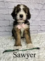 Sawyer- Standard F1, a male Bernedoodle for sale in Columbia City, IN – 2 of 5