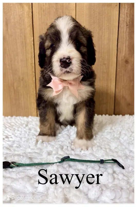 Sawyer- Standard F1 – Bernedoodle puppy for sale in Columbia City, IN