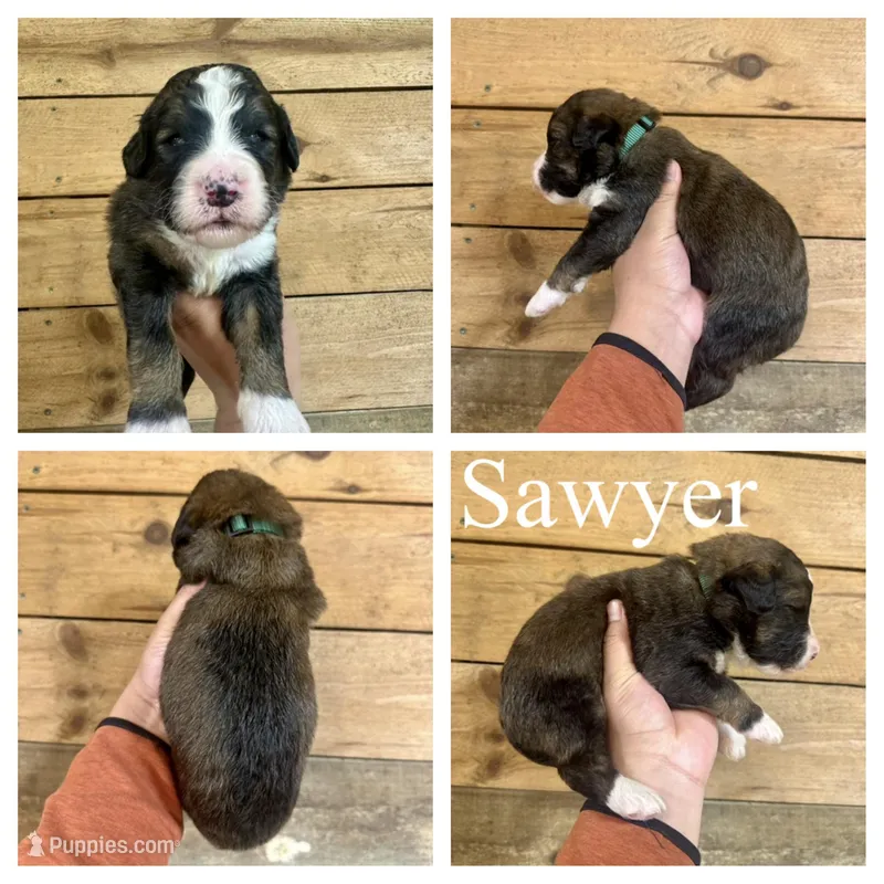 Sawyer- Standard F1 – Bernedoodle puppy for sale in Columbia City, IN