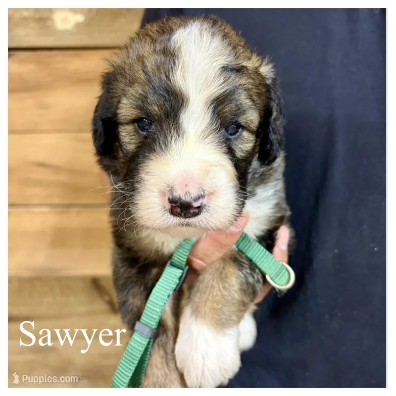 Sawyer- Standard F1 – Bernedoodle puppy for sale in Columbia City, IN