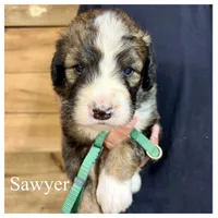 Sawyer- Standard F1, a male Bernedoodle for sale in Columbia City, IN – Photo 1 of 2