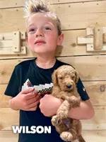 Wilson - F1b, a male Goldendoodle for sale in Columbia City, IN – Photo 4 of 7