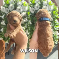 Wilson - F1b, a male Goldendoodle for sale in Columbia City, IN – Photo 5 of 7