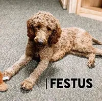 Wilson - F1b, a male Goldendoodle for sale in Columbia City, IN – Photo 6 of 7