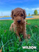 Wilson - F1b, a male Goldendoodle for sale in Columbia City, IN – Photo 3 of 7