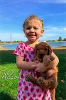 Wilson - F1b, a male Goldendoodle for sale in Columbia City, IN – Photo 2 of 7