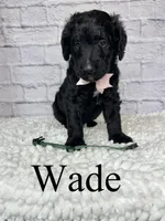 Wade- Standard F1B, a male Goldendoodle for sale in Columbia City, IN – 2 of 3