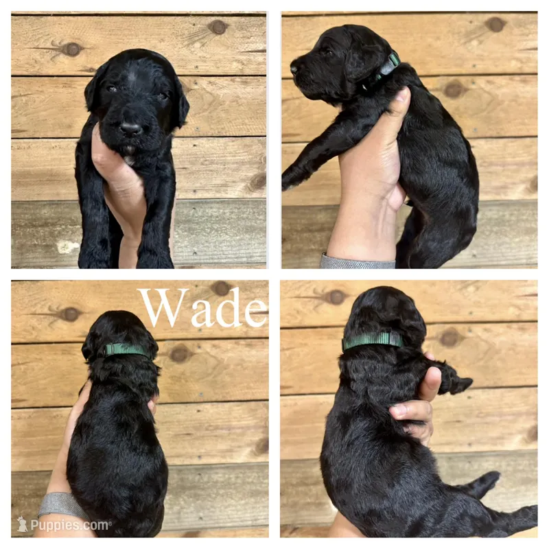 Wade- Standard F1B – Goldendoodle puppy for sale in Columbia City, IN