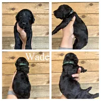 Wade- Standard F1B, a male Goldendoodle for sale in Columbia City, IN – 3 of 3