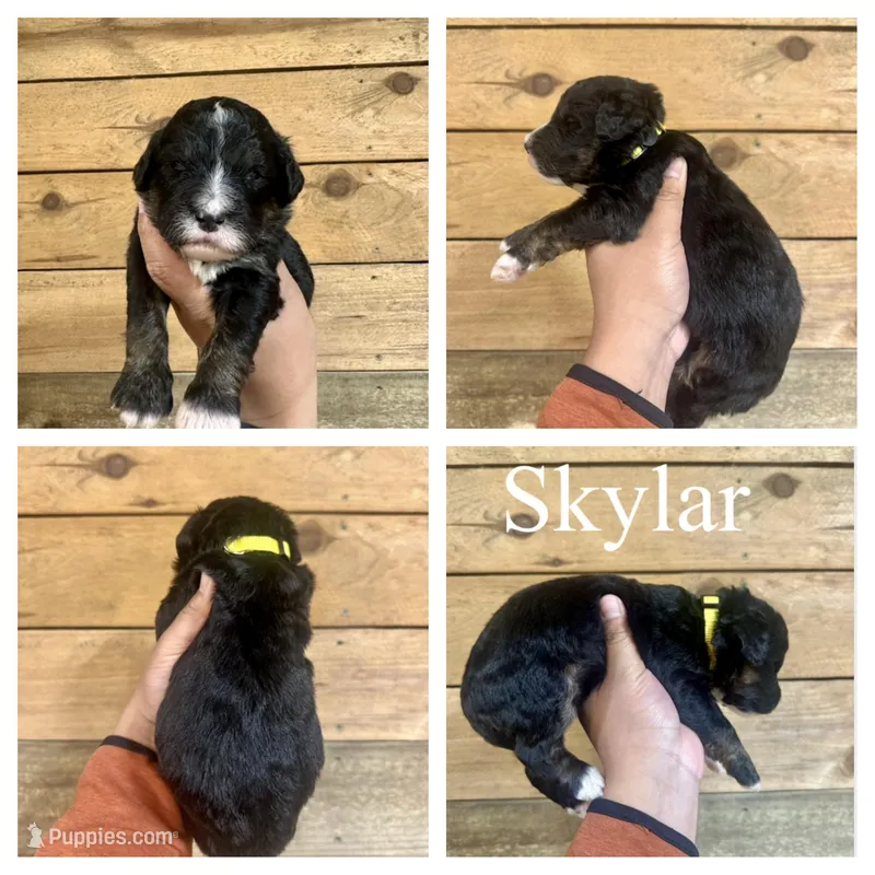 Skylar- Standard F1 – Bernedoodle puppy for sale in Columbia City, IN