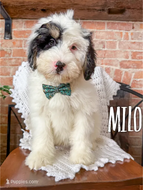 Milo - Mini Multigen