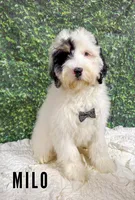 Milo - Mini Multigen, a male Miniature Bernedoodle for sale in Columbia City, IN – Photo 1 of 8