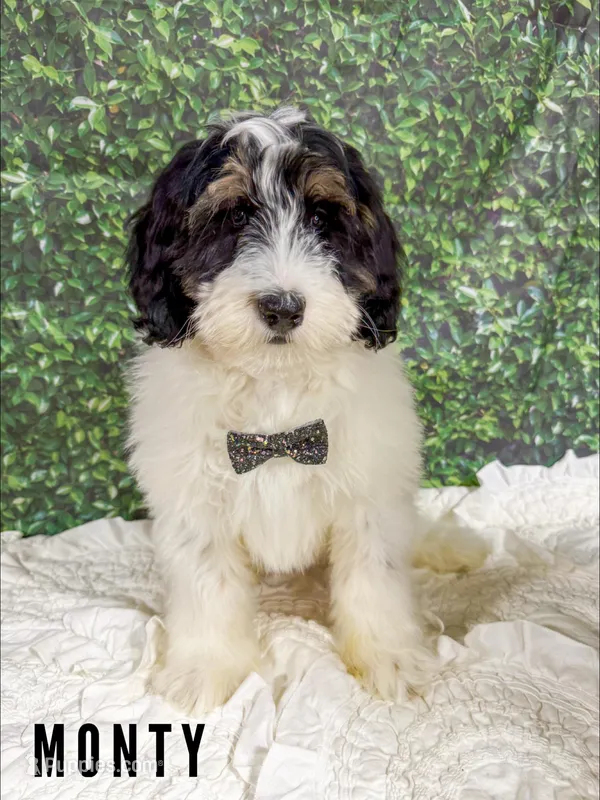 Monty - Mini Multigen