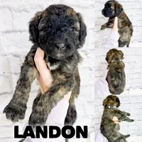 Landon - Standard F1b, a male Saint Berdoodle for sale in Columbia City, IN – Photo 1 of 3