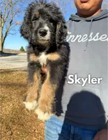Skyler - Standard F1, a male Bernedoodle for sale in Columbia City, IN – Photo 1 of 10