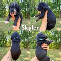 Skyler - Standard F1, a male Bernedoodle for sale in Columbia City, IN – Photo 8 of 10