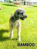 Skyler - Standard F1, a male Bernedoodle for sale in Columbia City, IN – Photo 10 of 10