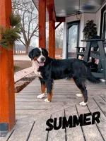 Skyler - Standard F1, a male Bernedoodle for sale in Columbia City, IN – Photo 9 of 10