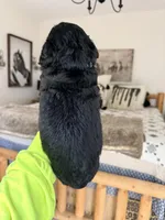 Skyler - Standard F1, a male Bernedoodle for sale in Columbia City, IN – Photo 6 of 10