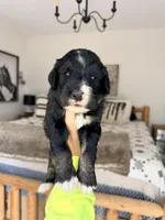Skyler - Standard F1, a male Bernedoodle for sale in Columbia City, IN – Photo 4 of 10
