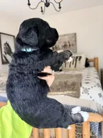 Skyler - Standard F1, a male Bernedoodle for sale in Columbia City, IN – Photo 5 of 10