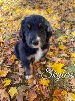 Skyler - Standard F1, a male Bernedoodle for sale in Columbia City, IN – Photo 2 of 10
