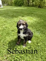 Sebastian- Standard F1, a male Bernedoodle for sale in Columbia City, IN – 1 of 5