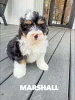 Marshall - Micro Mini F1b, a male Miniature Bernedoodle for sale in Columbia City, IN – Photo 1 of 10