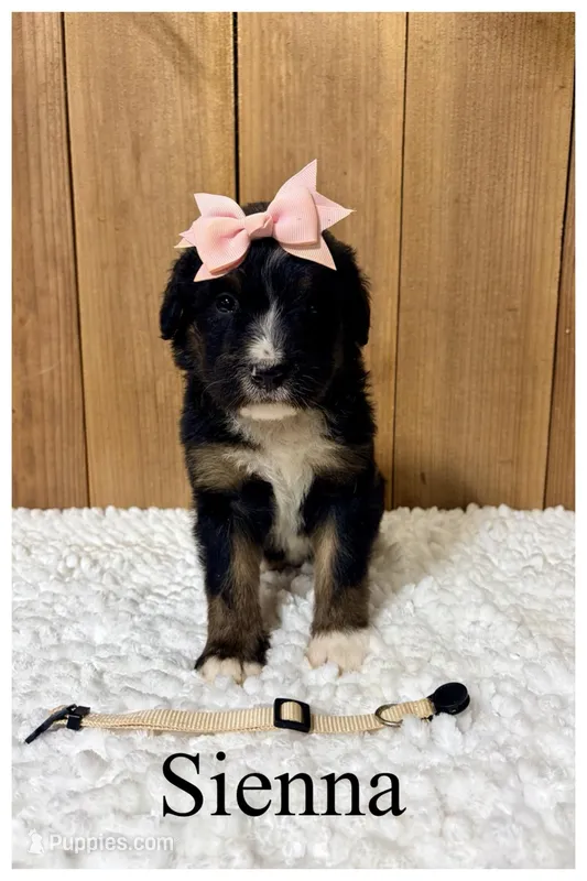 Sienna- Standard F1 – Bernedoodle puppy for sale in Columbia City, IN