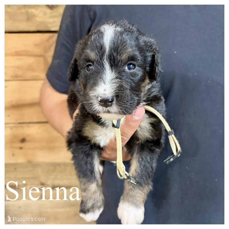 Sienna- Standard F1 – Bernedoodle puppy for sale in Columbia City, IN